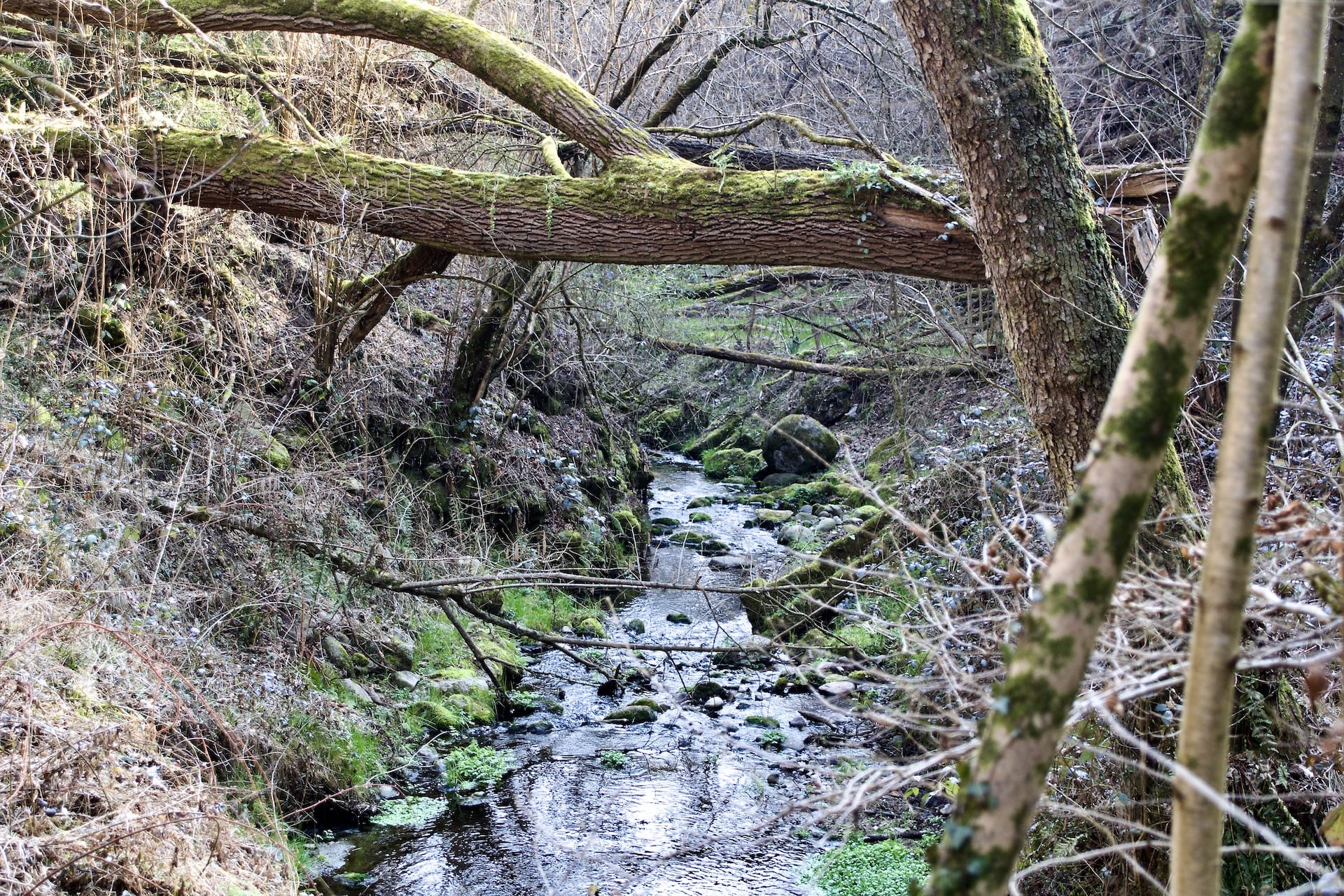 Il Rio dei Gioghi a Ligurno di Cantello poco prima de Ul Murinell