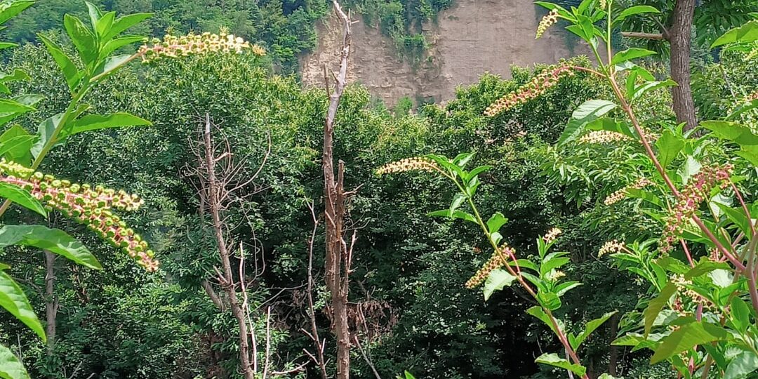 ex cava coppa a cantello (va) - il fronte della cava