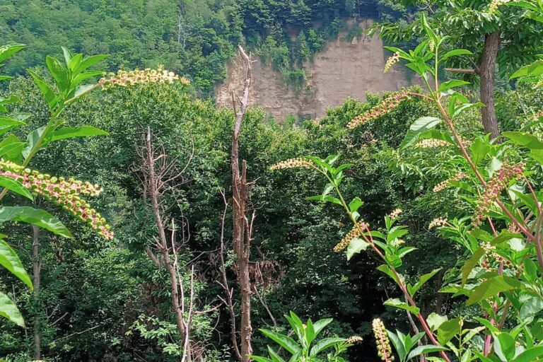 ex cava coppa a cantello (va) - il fronte della cava