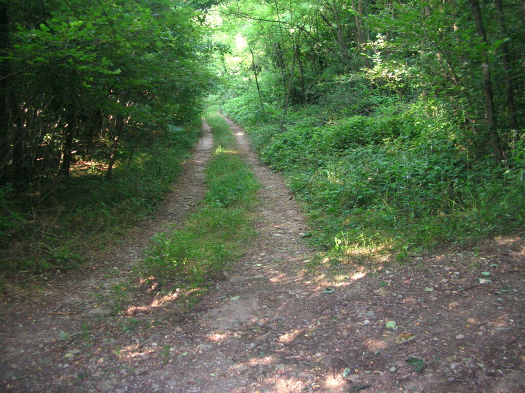 Sentiero nel bosco Sentiero nel bosco valle della Bevera Cantello